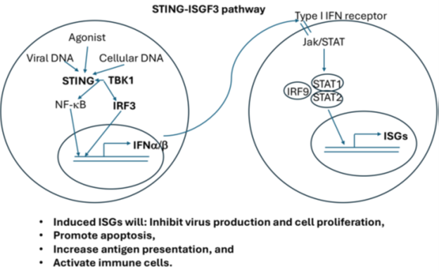 This image shows a figure describing the STING-ISGF3 pathway.