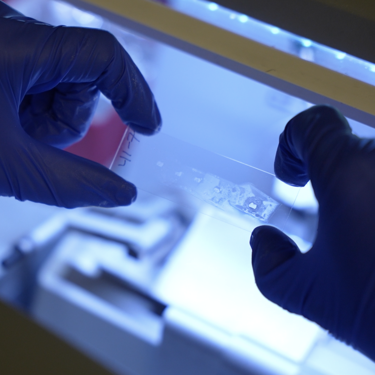This image shows to hands wearing blue gloves holding a transparent test trip up to a light.